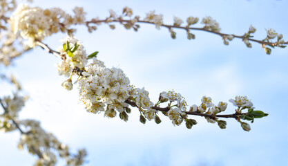 Spring flowering background. Beautiful nature scene with a flowering tree and sun flares. Sunny day. Spring flowers. Beautiful garden. Abstract blurred background. In the spring