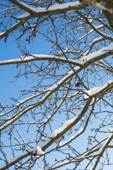 branches of a tree