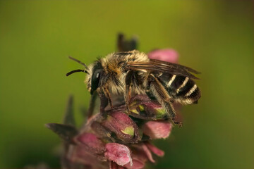 Closeup on a hairy female of the Red Bartsia Blunt horn bee, Meliita tricincta, on it's host plant, Odontites vulgaris