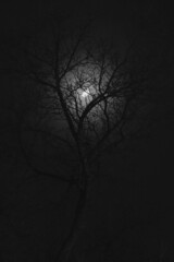 Moon behind silhouette tree