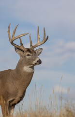 Naklejka na ściany i meble Whitetail Deer Buck in Colorado in Autumn