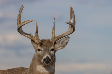 Whitetail Deer Buck in Colorado in Autumn