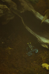 Small blue frog on the ground under a branch in the fog