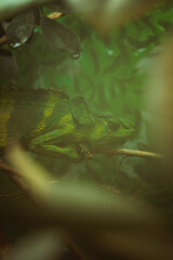 Chameleon on a branch in the fog