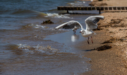 Adorable seagulls run along the coastline, spreading their white-gray wings and picking up food they find
