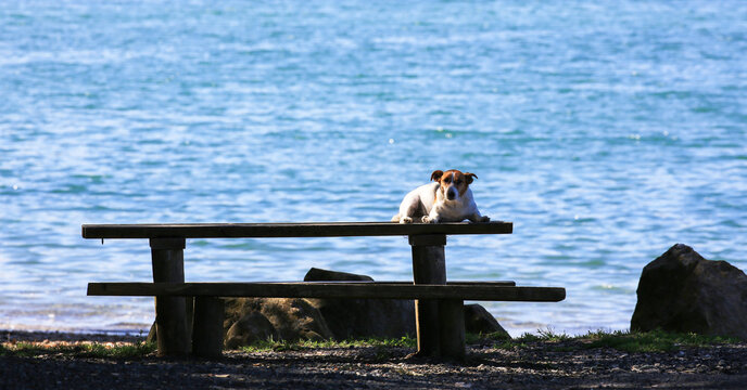Dog relaxing on a picnic table by the South Pacific Ocean in Matapouri, New Zealand.