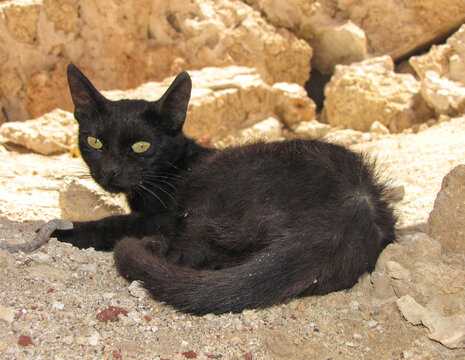 Demonic cat of Suakin Island. Suakin was Sudan's only port before the construction of Port Sudan. Abandoned in the 1930s, it's now a ghost town of crumbling coral buildings and cats said to be cursed.