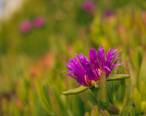 Pink and Green Succulent Flower on the beach