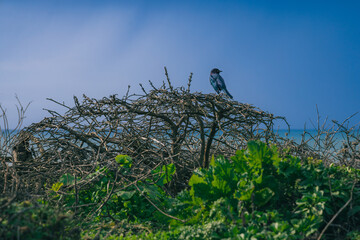 Bird sitting on a bush in front of a blue sky