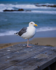 Seagull sitting on a table at the beach