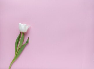 A white tulip on a pink background. Gentle greeting card