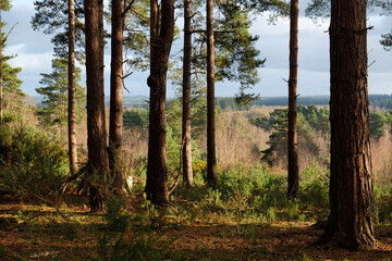 Sunny Blackheath common, Guildford, Surrey, UK