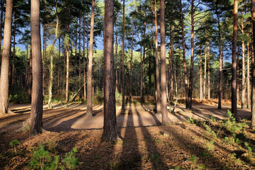 Sunny Blackheath common, Guildford, Surrey, UK