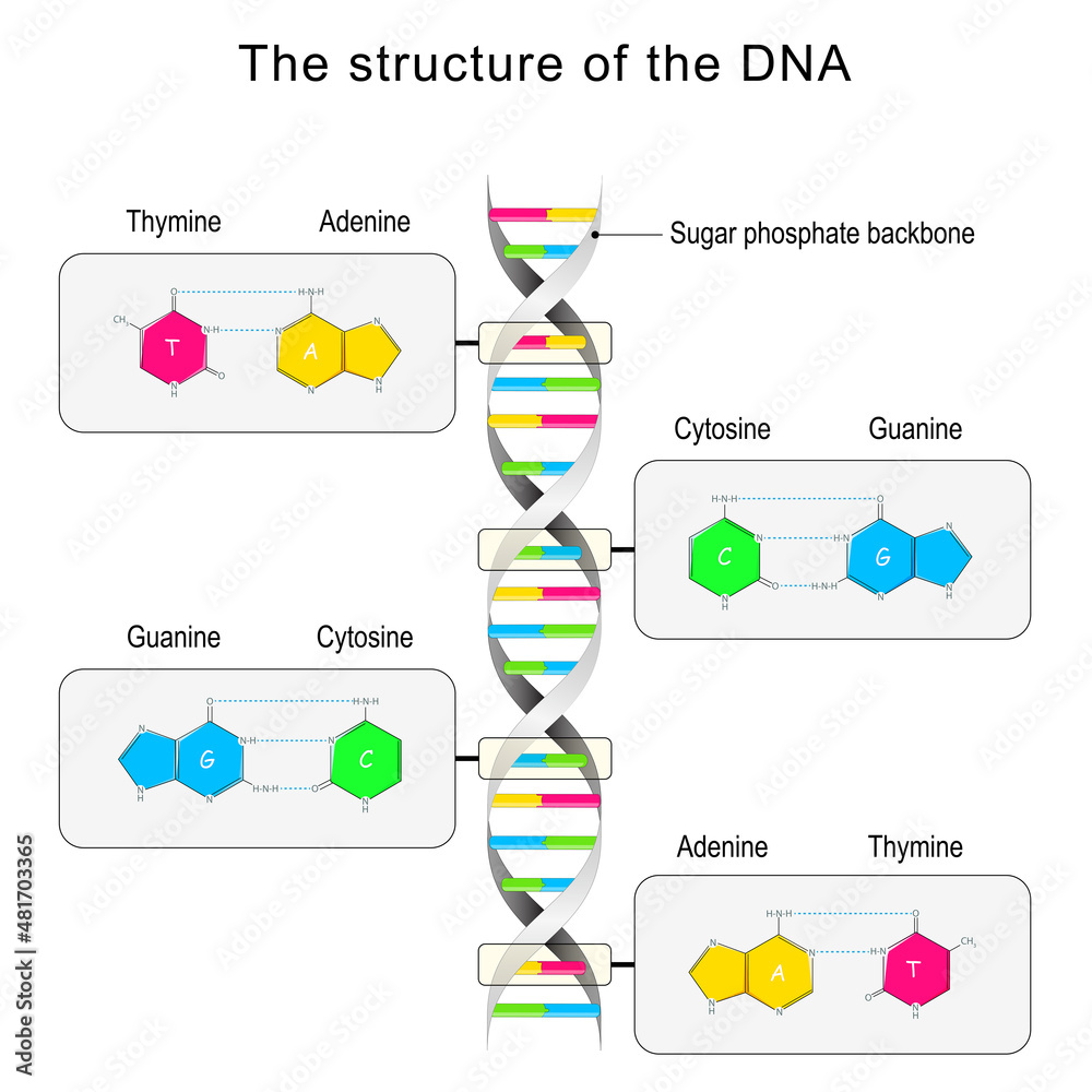 Wall mural dna structure. base pairing and nucleotide