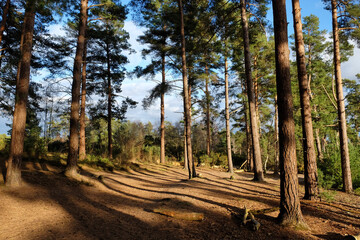 Sunny Blackheath common, Guildford, Surrey, UK