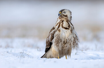 Common buzzard bird ( Buteo buteo )