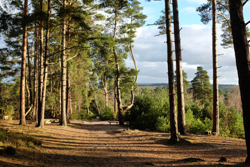 Sunny Blackheath common, Guildford, Surrey, UK