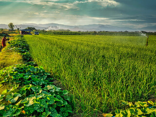 Fototapeta na wymiar Field of garlic and pumpkins in the fertile valley of Lom Sak, province of Phetchabun, Thailand. Evening sky with sun shining through clouds. Mountains in the background.