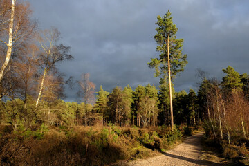 Sunny Blackheath common, Guildford, Surrey, UK