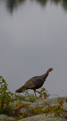 wild turkey walking on rocks at cottage with lake water in background during hunting season vertical format room for type or masthead calm water in background backdrop or wallpaper reflection of trees