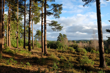 Obraz premium Sunny Blackheath common, Guildford, Surrey, UK
