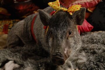 Pig and dove acting like human at home like real pets. Some people have their own desires as feeling comfortable with not usual pets.