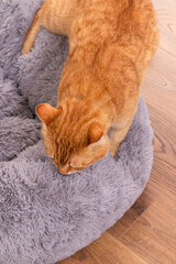 The red cat sniffs the valerian from the pillow. Teach the cat to the place