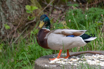 duck