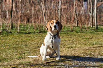 Beagle dog sitting outside on the sunny area in the garden . High quality photo