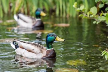 duck in the pond