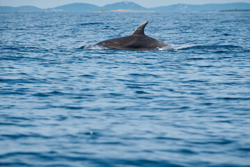 Obraz premium dolphin in the sea near island