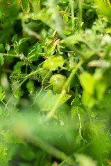 A green tomatoe hanging from a plant in a green house.