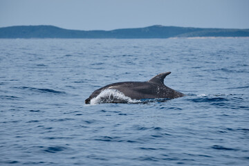 Fototapeta premium dolphin jumping out of water