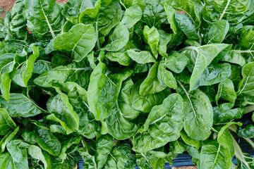 Fototapeta na wymiar lettuce