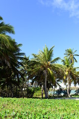 Fototapeta na wymiar palm tree against the background of the Caribbean sky