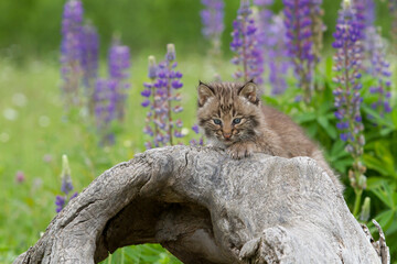 Bobcat Kitten with Purple Wildflowers in the Background