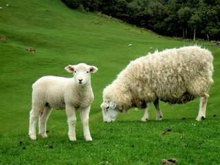 Schafmutter mit Lamm