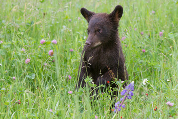 Black Bear Cub in Meadow of Wildflowers