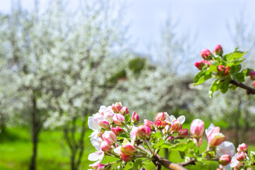 Blooming gardens in spring. Pink flowers of an apple tree on a blurred background of fruit trees