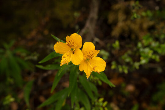 Patagonia flora. Closeup view of Alstroemeria aurea, also known as Amancay, yellow flowers blooming in the field.