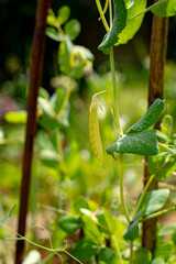 young green peas in the garden
