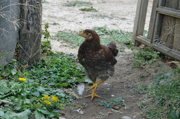 big chicken walking in the yard, bird's home yard