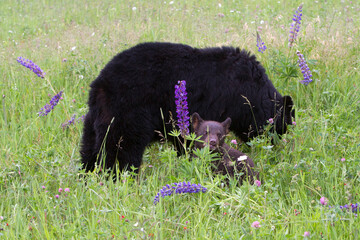 Momma Black Bear and Cub in Wildflowers