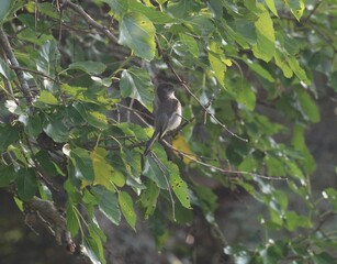 bird on a tree