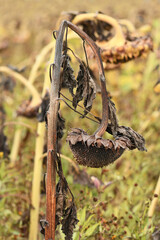 Withered and rotting sunflower with black and missing seeds