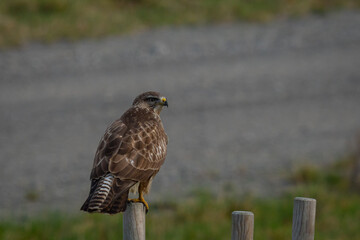 Buzzards resting before hunting their prey 