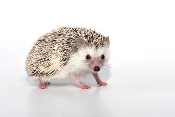 A beautiful cute hedgehog of African breed prickly with spikes on a white background in the studio