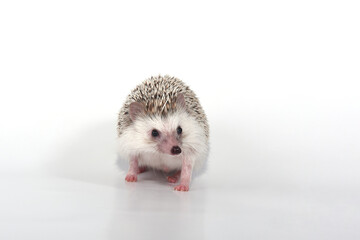 A beautiful cute hedgehog of African breed prickly with spikes on a white background in the studio