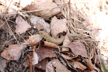 lizard on the ground