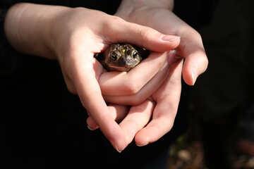 a hand holding a toad